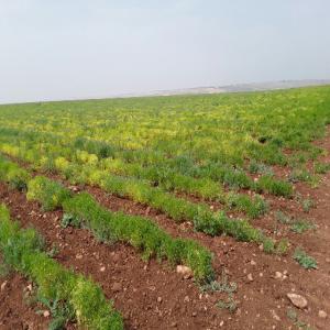 Terrain titrés de 25 hectares à vendre  - mine terrain concession bonjour,  je mets en vente mon terrain agricole (pour toutes utilisations) d'une superficie totale de 254000 hectares situé au environ de rabat.--pour plus d'informations veuillez contacter le numero afficher dans l'annonce 