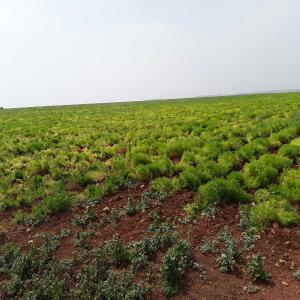 Terrain de 25 hectares titré  à vendre  - mine terrain concession bonjour,  je mets en vente mon terrain agricole (pour toutes utilisations) d'une superficie totale de 254000 m2 situé au environ de rabat.--pour plus d'informations veuillez contacter le numero afficher dans l'annonce