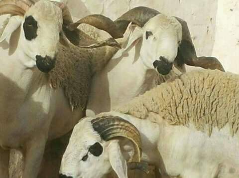 mouton SARDI  - animaux vivants a la recherche de la race sardi qui ce trouve au maroc  . pour élevage et croisement avec d'autres race. 