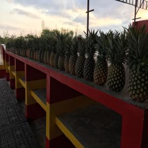 Ananas M2 du Mexique - fruits et légumes bonjour, --nous sommes une société française d'import / export basée en tunisie. nous avons des ananas m2 du mexique à un prix très raisonnable. c'est notre usine afin que vous sachiez que vous obtiendrez la meilleure qualité et le meilleur prix. n'h&e