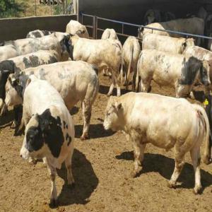 Bovins d'engraissement  - animaux vivants je cherche des veaux d'engraissement de moin de 300 kg de race montbéliard charolais aubrac limousin et des génisses pleines de race montbéliard, prim'holstein, holstein destination algérie 