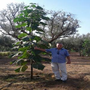 Paulownia hybrid culture intercalaire innovante - aliments pour animaux notre paulownia hybrid a pour fourage ,  miel ,  microclime entre les oliviers,  bris du vent etc bone qualité du bois et beaucoup des autres profitabilité . 3 cm de croissance par jour á marrakech. avec une technologie innovante reduire l'eau d'arrosage á 50% ! licence d' inra et de l'on