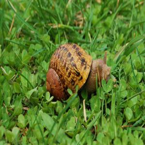 escargots vendus - animaux vivants nous vendons helix maxima aspersa,  muller escargots. haute qualité,  entièrement cultivé. nous faisons partie de cette entreprise depuis longtemps,  nous garantissons donc une qualité et un service élevés. si vous recherchez un fournisseur fiable,  veuillez con