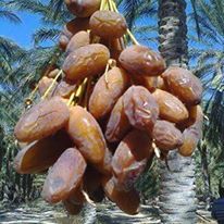 Looking for a financial partner: joint ventures - capital investment we are a cold storage company of dates in the south of tunisia,  we are looking for a financial partner with a minimum capital of 200 thousand euro,  for the new harvest 2017, --for storage of a quantity of 150 tonnes minimum of dates; in warehouses- cold room; for post-season marketing- niche market a