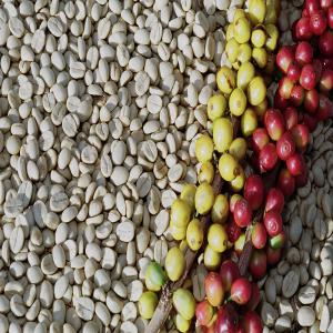 Coffee from Brazil directly from the producer. - coffee cocoa tea coffee from brazil directly from the producer. following the sending of a law,  we answer all the questions and send all the documents. fob or cif. possible to receive the buyer on site.