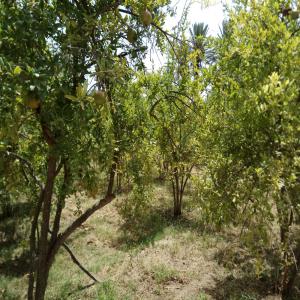 Grenades Biologiques - fruits et légumes dispose de 20 tonnes de grenades biologiques.--pour toute demande d'informations supplémentaires,  merci de me contacter.