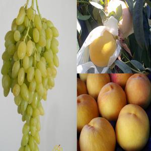  fruits et légumes de Sicile  - fruits et légumes bonjour,  nous sommes une petite entreprise qui importons des légumes et fruits bio ou d'agriculture intégrée, --pour l'instant nous avons du raisin blanc italia bio avec et sans pépin ,  des prunes susini bio ainsi que--la peche de leonforte igp qui est cueillie de septembr