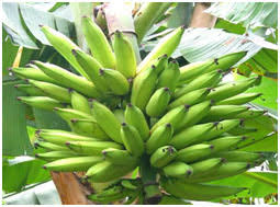  banane plantain et de cacao  - fruits et légumes à la recherche des clients pour une production de 35 hectares de banane plantain dans la région de l'est cameroun,  à 30mn de bertoua  