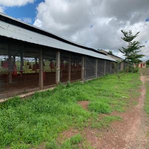 Partenariat exploitation 10 ha de ferme avicole - Investissement capitaux partenariat cherché ---*cherche des associés (actionnaires) pour créer et exploiter ensemble une société de gestion de ferme avicole moderne de poules pondeuses en cage.--* des associés spécialistes de l'exploitation des fermes avicoles modernes.--* d