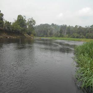 Recherche de partenaire agricole au Cameroun - mine terrain concession jeune camerounais, recherche un partenaire  financier pour la réalisation d'un projet agricole sur 500 hectares de terrain à proximité de yaoundé la capitale du cameroun, dans la localité de l'arrondissement de  mengang.région du centre.--terrain fertile adapt