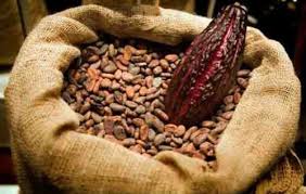 FERVE DECAFE ET CACAO DISPONIBLE - café cacao thé nous avons en stock une grande quantité de cacao disponible dans nos entrepôts disponible que nous souhaitons écouler .  