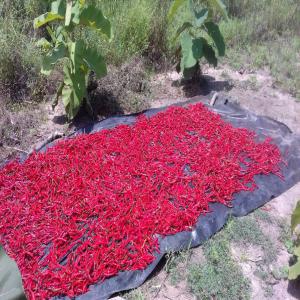 Vente de piments bec d'oiseau PM17/04A - épices aromates nous produisons actuellement du piment bec d'oiseau pm17/04a dans la région de toumodi,  côte d'ivoire. nous sommes à la recherche d'acheteurs sérieux.--pour toute information complémentaire,  vous pourrez me contacter