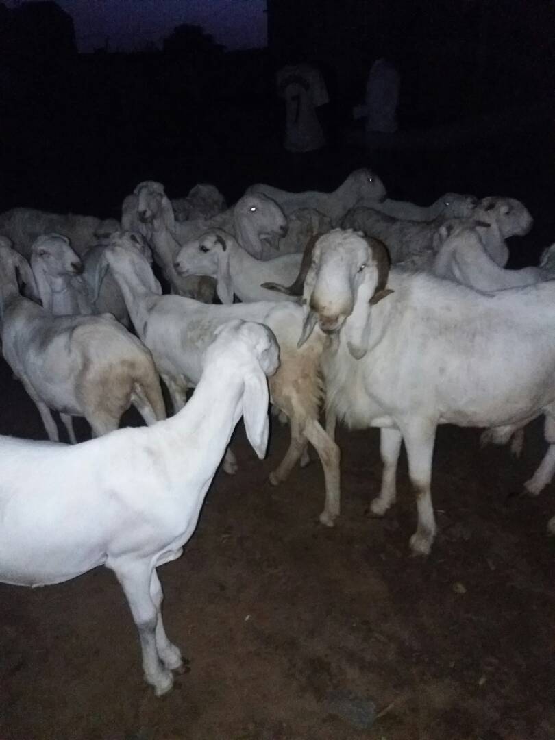 Mes moutons tchadiens et mes vaches Mauritanie - animaux vivants je élève maintenant d'autres races des moutons,  c'est sont des moutons tchadiens,  mais je ne connais pas de tout leurs conditions d'élevage , si il faut un suivi d'un véto,  car j'ai tous temps un décès ou plusieurs parfois,  donc je cherche quelqu'un de plus c