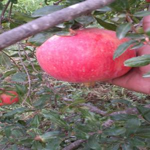 Exporter of Tunisian Pomegranate - fruits and vegetables soon the launch of the harvest 2017/2018 of the tunisian pomegranate,  we offer the best variety - the gabsi.--for any need in tunisian pomegranate,  call on our company and we will invite you to our factory in gabes to attend the harvest and packaging.