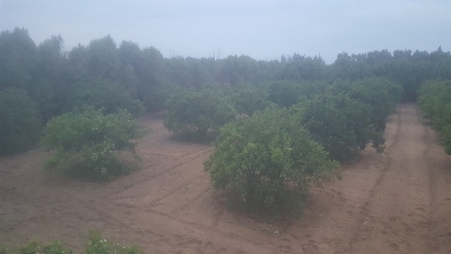 vente récolte agrume sur pied cap bon soliman  - fruits et légumes vente de récolte sur pied étalé sur 5ha dans le cap bon soliman nabeul,  trés bien entretenue et tres diversififiée entre  thomson   clemontine   chinois   tanjarina   citron   sakesli  --veuillez  nous contacter sur - 28805723