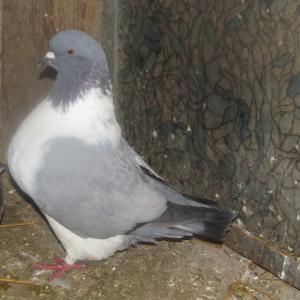 animaux d'ornement de race type pigeons - animaux vivants groupement d'éleveurs d'animaux de basse cours en races pures regroupés dans un club propose en import-export des poules et pigeons type strasser,  texan,  carneaux,  gazzi ... à des professionnels organisés.