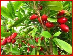 Vendeur baie des miracles frais de l'Afrique  - fruits et légumes vendeur producteur de baie des miracles frais,  bio, de l'afrique de l'ouest origine de la plante.souhaitait proposé ma production de qualité à des acheteurs.