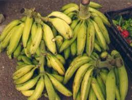 Banane Plantain en vente - autres nous recherchons des clients pour liquider notre plantation de banane plantain de très bonne qualité sans engrais (environ 6000 régimes) d'ici le 15 janvier 2018 sis au cameroun dans la région du centre... si vous etes interessé veuillez nous faire part... banane p