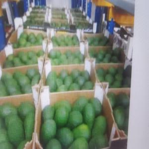 Avocat du maroc - fruits et légumes nous disposons de 1500 t d avocat hass--calibre à partir 14 jusqu'à au 28--prix 3000€/t ces prix sont départ station--emballé et conditionné --