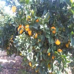 J'Offre Mandarine -Orange-et Kaki   - fruits et légumes j' offre orange , mandarine, clementine et kaki sont des prix speciaux pour les grandes quantitte !--direct de l arbre 100%naturel cajjetes a granel avec ou sans feuillers dans des boites en plastique de 10-15 kg en vrac --calibre 1, 2, 3, 4 --prix---clementine  0, 60--0_65€/kg--kaki 0, 60--0, 65€/kg--orang