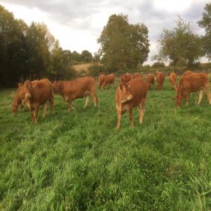 bovin - animaux vivants les bovine de race limousin charolais .tous les papiers en règle. papiers sanitaire  avec transports.merci