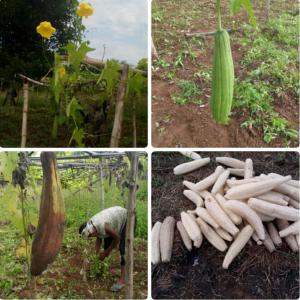 recherche de clients pour luffa - matiere vegetale j'ai à ma disposition une grande quantité de luffa de bonne qualité à  un prix défiant toute concurrence.. 