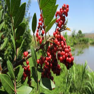 Huiles essentielles de Madagascar - huiles huile essentielle de baie rose (schinus terebenthifolius) de madagascar,  ayant des vertus contre les douleurs articulaires,  musculaires,  et purificatrices de locaux,  disponible en quantité de l'ordre de 100 kg à partir du mois de novembre,  livrable chez vous selon votre demande. --