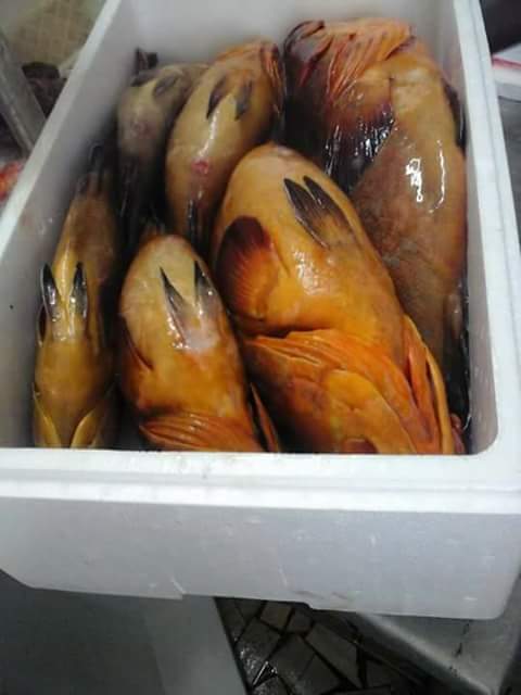 POISSONS DU SENEGAL - poissons bonjour --nous sommes a la recherche de potentiels  clients pour commercialiser nos produits nous exportons des poissons péché du jour et garantissons la qualité et les normes sécuritaires en matière  sanitaire nous faisons aussi le fillet nos produits sont issus d