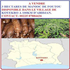 VENTE DE MANIOC DE FOUTOU - autres koyékro est une localité du sud est de la côte d'ivoire et appartenant au département de tiassalé,  dans la région des lagunes. la localité de koyékro est un chef-lieu de commune--