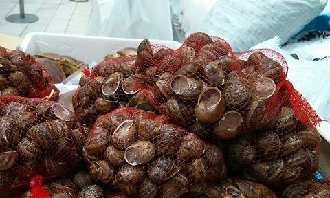 Cherche escargots vivants Helix Aspersa Muller et - coquillage crustacé cherche escargots vivants helix aspersa muller et maxima. faire offres pour 640 kg/test. possibilité de programme annuel. merci.