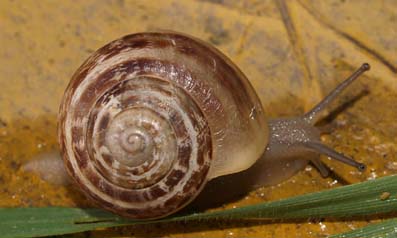 Cherche escargots Eobania vermiculata - coquillage crustacé cherche escargots eobania vermiculata. 630 kg pour un test. puis,  possibilité programme annuel. faire offre cif italie. 