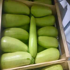 White courgette  - fruits et légumes bonjour, --nous cherchons pour le compte d'un client néerlandais les courgettes (white courgette)--1 remorque par semaine--merci de nous adresser votre meilleure offre de prix. aux non sérieux s'abstenir svp.--contact par mail svp--cordialement