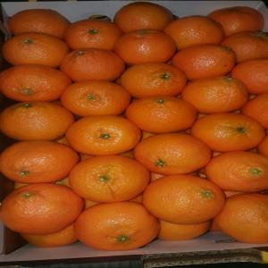 offre climentaine  - fruits et légumes société d'export offer a ses aimable clients des climentaine tout caliber ,  prix fob agadir 0, 65€ /kg reglement l/c , 1000 tonne .cordialement .