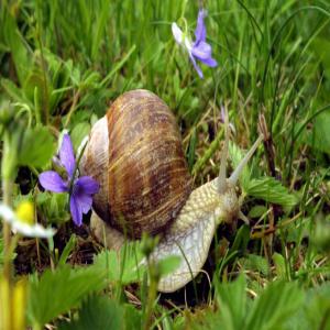 cosmétique bave d'escargot - hygiene entretien bonjour, je suis auto entrepreneur  et je vais bientot ouvrir une boutique; je recherches des produits cosmétiques a base de bave d'escargot pour la peaux et articulations