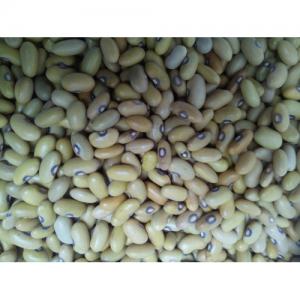 vends des grains secs de Madagascar  - fruits secs et graines grillées nous avons des produits de qualités en grains secs en provenance de madagascar et qui sont bien conditionné ,  prets à l'exportation .nous cherchons un client sérieux pour travailler dans ce domaine .- cloves ,  griffe of clovis,  cashew,  black eyes , lima beans,  peper black, 