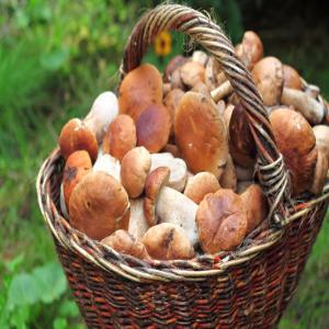 champignon forestiers - champignon levure bonjour,  je peut vous fournir sur commande des champignons forestiers (cèpes,  girolles,  morilles,  etc...) sec,  congelés,  ou frais... a partir d'une tonne. pour plus de renseignements contactez nous. prix sur accord.