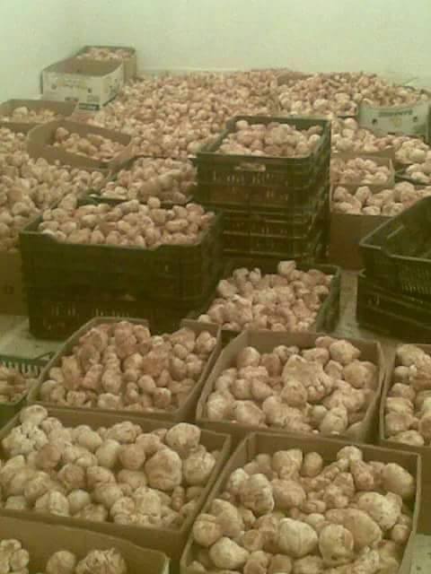 Truffes blanches et rouges du sahara algerien  - champignon levure nous sommes une société algérienne  spécialisée dans l'exportation des truffes rouges et blanches du sahara algérienne .--nous sommes prets à assurer le transports aérien dans de bonnes conditions .--le prix sera négocié selon le 