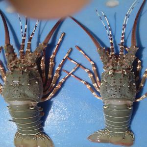 Langoustes à vendre - poissons bonjour --nous disposons des quantités  et qualités de langouste vert et rouge  en provenance de la mauritanie .--nous pouvons vous fournir un bon rapport qualité prix. --merci de nous contacter. --