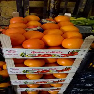 Agrumes de sicile 2019/2020 - fruits et légumes bonjour,  --société d'importation dispose de grande quantité,  d'oranges, ( navel,  valencia,  ovali,  tarocco ) -- citrons primafiore,  clémentines nova,  mandarine--tous calibres,  variété en fonction du calendrier,  qualité garantie.--n'hésitez pas &a