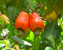 vente de noix de cajou pour la Belgique - fruits secs et graines grillées vente de noix de cajou-- noix de cajou--spécification- noix de cajou----1. catégorie- w210,  w240,  w280,  w290,  w320,  w450--- humidité- 5% max--- cassé- 5% max--- melasma- 3% max--- moisissure et champignon- 0%--- adjuvant- 1% max--- vente de soie- 3% max--- taux de dent- 3