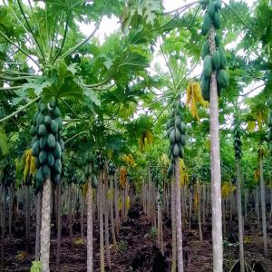  Fourniture de bois teck, et autres - fruits et légumes nous sommes une société ayant tout les papiers à jour,   fournit les bois teck et autres qualités disponibles.--nous travaillons ensemble,  sous la conduite de la banque,  mieux pour éviter les faux. 