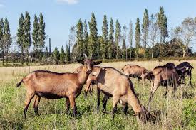 chèves alpines - animaux vivants salut ,  je suis à la recherche d'un fournisseur des chèvres alpines de race pure de quantité de 290 tetes (25 bocks et 265 chèvres ) s'il y a un fournisseur sérieux veuillez m 'envoyer un devis de prix --en fin merci pour votre contacte   