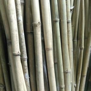 BAMBOO POLES - other dear sir, 	--wish you all the best and successful business..	--we are one of the leading agricultural exporters,  so we would like to introduce our products to you. and we’ve know that you are interested in  raw materials incense.	--products name	bamboo poles--color	green,  yellow--diameter	<15cm--leng