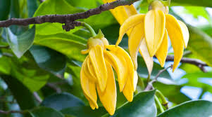 Huile essentielles Ylang Ylang - huiles on possède des huiles essentielles ylang ylang de 1ere qualité,  2è qualité et 3è qualité venant directement du l'ile parfumé nosy-be hell-ville madagascar qui sont a bon prix. nous vous invitons a nous contacter pour discuter du prix et d'autres