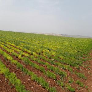 SUPERBE TERRAIN DE 25 HA A VENDRE - fruits et légumes bonjour,  je mets en vente mon terrain agricole titré d'une superficie totale de 254000 m2. le terrain peuvent etre exploité sous plusieurs conditions suivant votre investissement- 1/ plantation oliviers et palmiers dattiers 2/ plantation médicinales; arbre énergéti