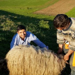 Viande carcasse  halal  - meat and eggs je cherche des clients qui veulent acheter de la roumanie des animaux vivants (vache,  agneaux) ou tranché  halal  quantité minim - 5 tonne par  semaine .