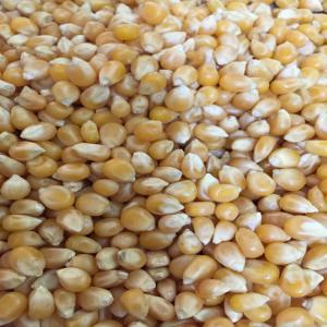 Yellow Corn, Wheat, Barley, Millet, Yellow Peas - seed plant seed moisture- 13% max.--foreign matter- 2% max.--weevil led seeds- 2% max.--damaged otherwise- 5% max.--colored seeds- 2% max--admixture- 2% max.--broken- 3% max.--aflatoxin- max. 30 p.p.m--protein- 9 % min--fat- 3% max--fiber- 2, 70% max