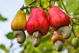 noix de cajoux  - fruits et légumes j aie la possibiliter de vous fournir plus de 100 tonnes qui est le minimun des coomandes a passer .j aie aussi des tonnes de sesam blanc