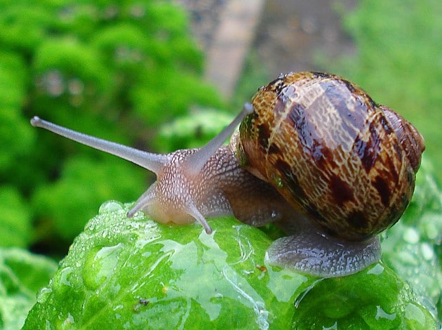 Helixa Aspersa Muller (Petit gris) + Lactea+theba - coquillage crustacé bonjour, --nous somme une ferme à élevage d'escargot basé au maroc, nous vondons au maroc et nous exportons nous meme nos escargots au monde entier dans l'emballage que vous choisissiez ,  nous produits sont ( voir photos en pj aussi ) -----le petit gris ( helix aspersa)--la mourge