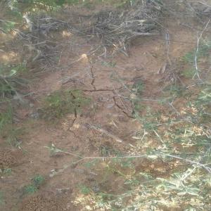 Truffes Africain blanches et rouge fraiches. - fruits et légumes unne bonne affaire à saisir pour les connaiseurs de la dite truf nord africaine plus prisésement tunisienne.--il s'agit des quantités variante de trufs suivant demande et suivant recolte durant au max les deux mois prochainnes.on parle de deux types de trufs ou terfez---le premi